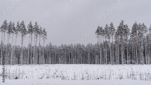 Winter Pine Forest Silhouettes. Snow-Covered Pines on a Cloudy Day. photo