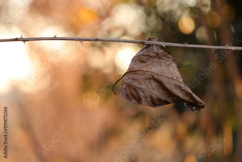 foglie nel bosco in autunno photo