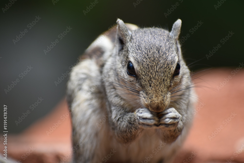 Obraz premium Beautiful Squirrel