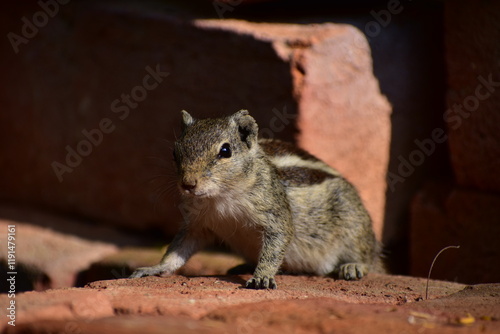 Squirrels are members of the family Sciuridae, a family that includes small or medium-sized rodents. The squirrel family includes tree squirrels, ground squirrels, and flying squirrels.  photo