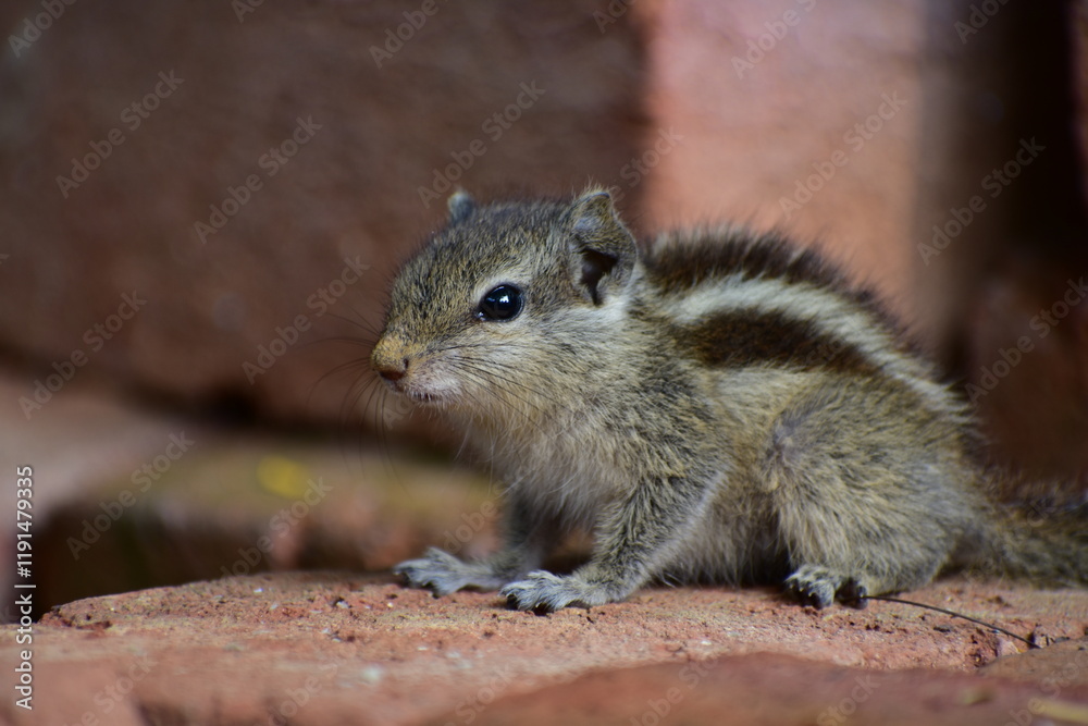 Squirrels are members of the family Sciuridae, a family that includes small or medium-sized rodents. The squirrel family includes tree squirrels, ground squirrels, and flying squirrels. Squirrels are members of the family Sciuridae, a family that includes small or medium-sized rodents. The squirrel family includes tree squirrels, ground squirrels, and flying squirrels.