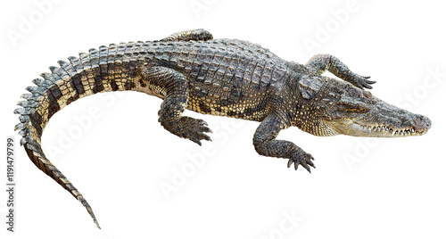 Wildlife crocodile isolated on transparent background