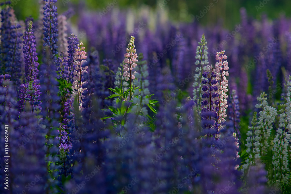 Obraz premium Field of lupins