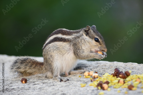 Squirrels are members of the family Sciuridae, a family that includes small or medium-sized rodents. The squirrel family includes tree squirrels, ground squirrels, and flying squirrels.  photo