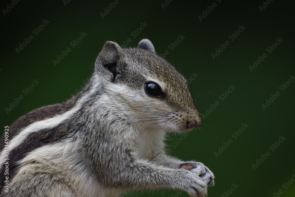 Squirrels are members of the family Sciuridae, a family that includes small or medium-sized rodents. The squirrel family includes tree squirrels, ground squirrels, and flying squirrels. Squirrels are members of the family Sciuridae, a family that includes small or medium-sized rodents. The squirrel family includes tree squirrels, ground squirrels, and flying squirrels.