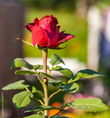 Red rose flower on a stem with leaves close-up on a background of greenery in a summer garden