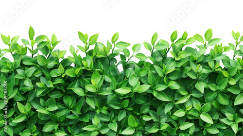 Wallpaper Mural Green plant wall panel transparent background Torontodigital.ca