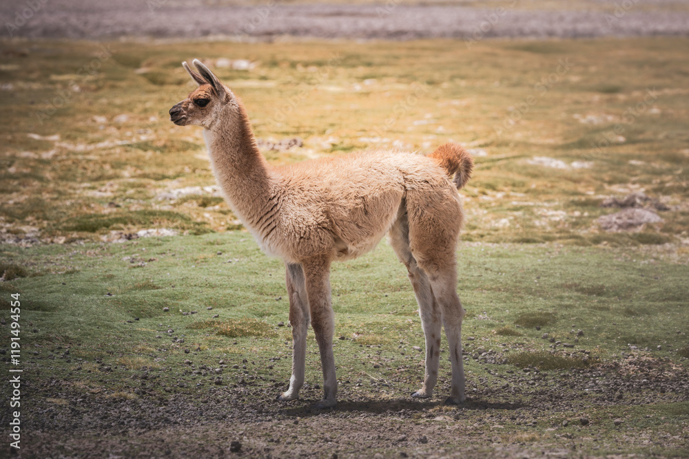 Fototapeta premium Animales en libertad, llamas en lagunas altiplanicas