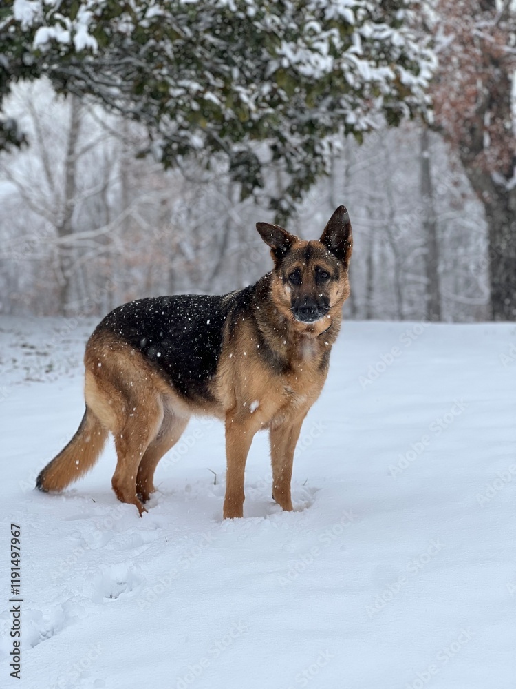German Shepherd Dog In The Snow German Shepherd Dog In The Snow