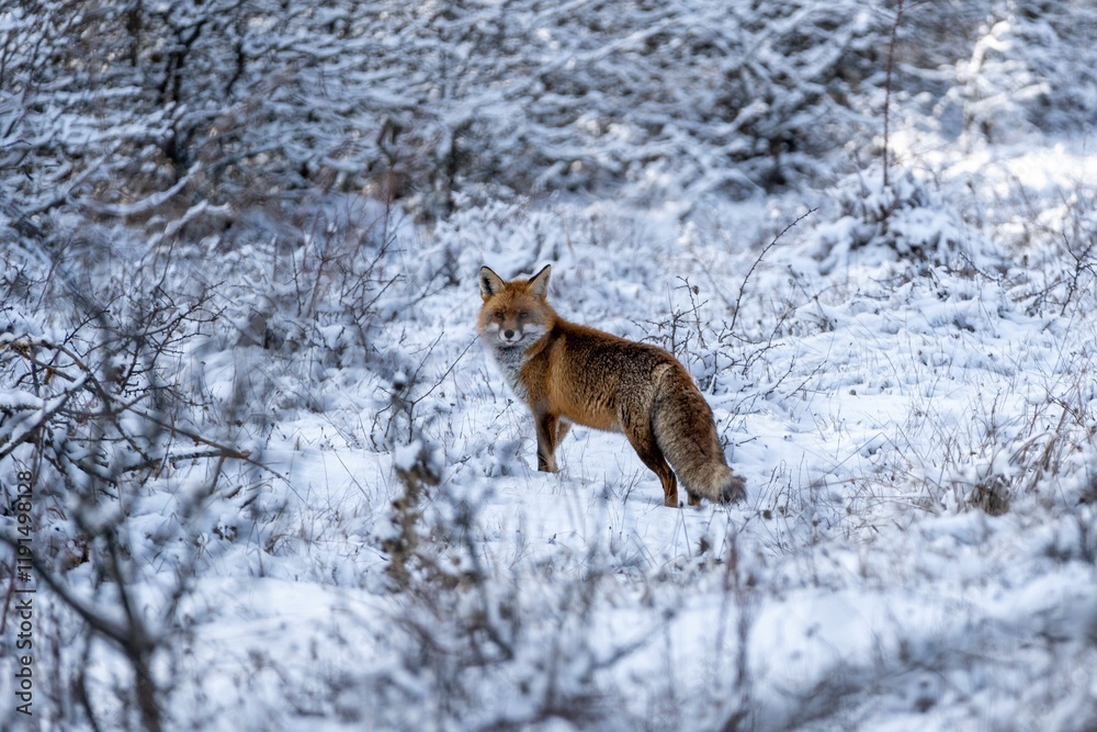 Obraz premium Zorro Rojo, Red Fox