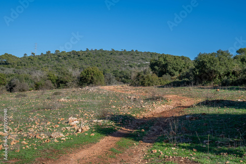 A path through Mount Carmel Nature Reserve and National Park near Beit Oren with trees and blue skies.
