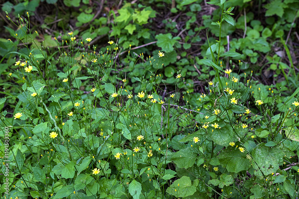 Common nipplewort yellow flowers Common nipplewort yellow flowers