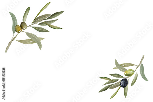 Photos Frame Olive branch with green and black olive berries watercolor illustration