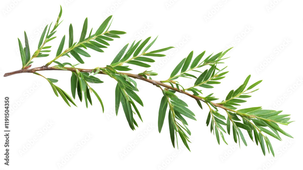 Fototapeta premium Green leaves transparent background