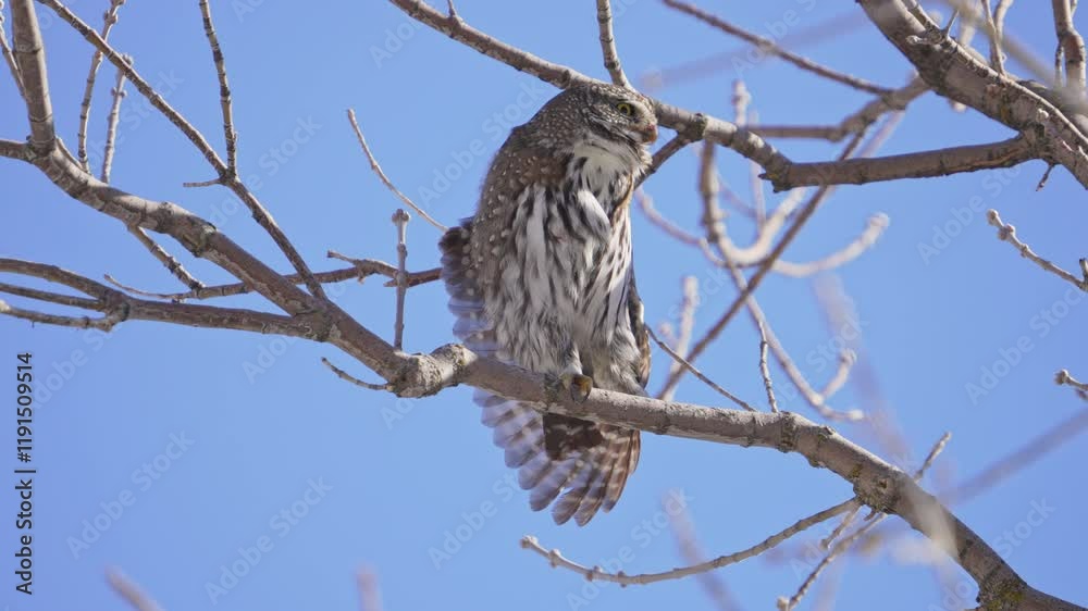 Northern Pygmy Owl stretching its wings and wags tail perched in a tree in the Utah wilderness as it hunts. Northern Pygmy Owl stretching its wings and wags tail perched in a tree in the Utah wilderness as it hunts.