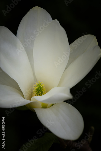 Biały kwiat magnolii, czarne tło