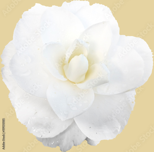 White rose isolated on white background. Top view. Flat lay.