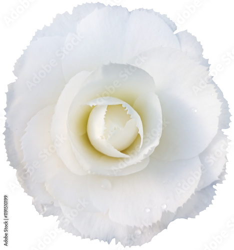 White rose isolated on white background. Top view. Flat lay.