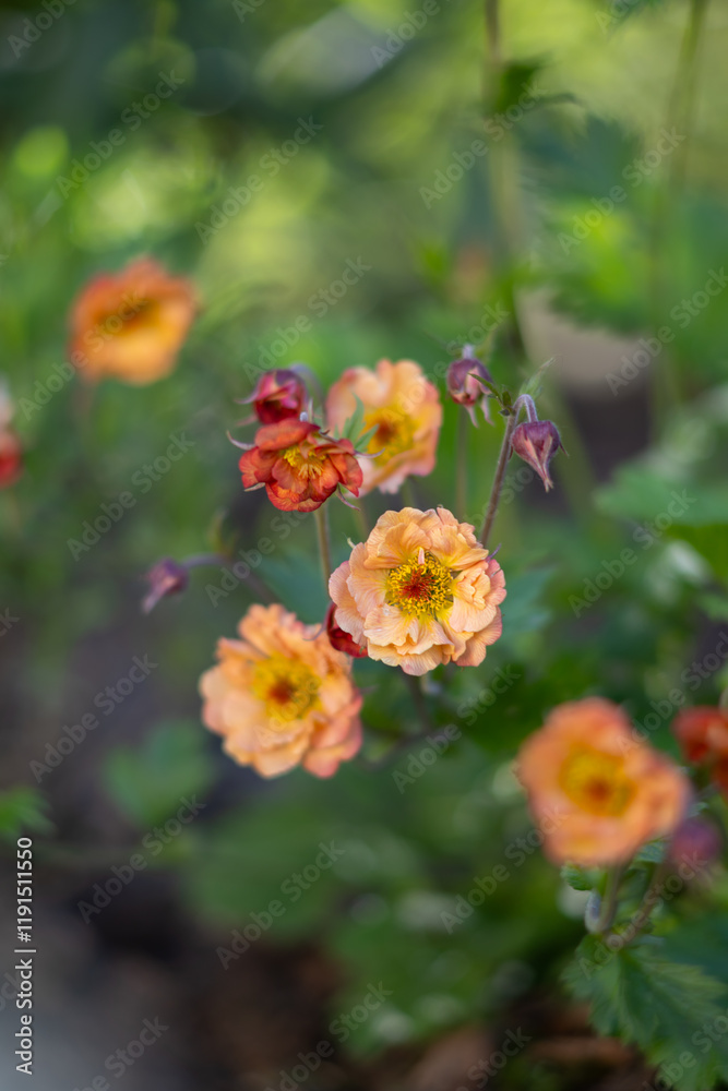 Obraz premium Kuklik zwisły