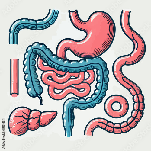 vector illustration of human stomach organ