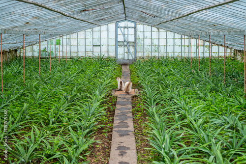 two cats inside a greenhouse in a pineapple plantation in the azores islands, Ponta delgada. Sao Miguel island