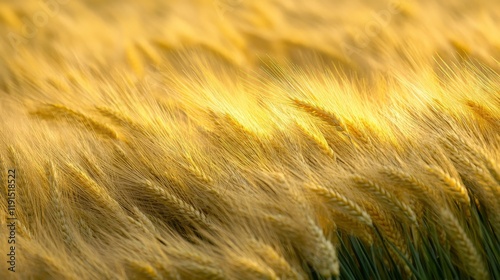 Golden wheat field swaying gently under the sunlight in rural countryside lan...