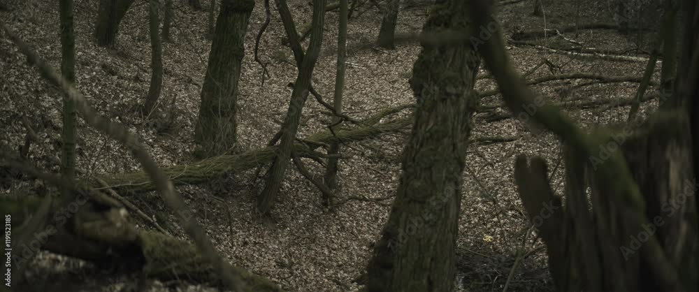 Forest with fallen trees anamorphic Forest with fallen trees anamorphic