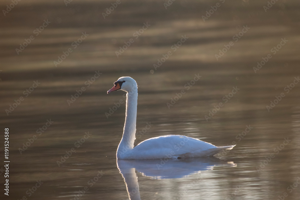 Fototapeta premium Swan