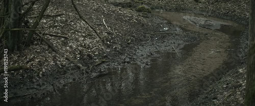 Forest with a stream and fallen trees anamorphic