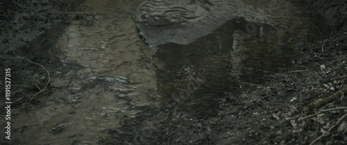 Shallow muddy stream in the forest in autumn anamorphic