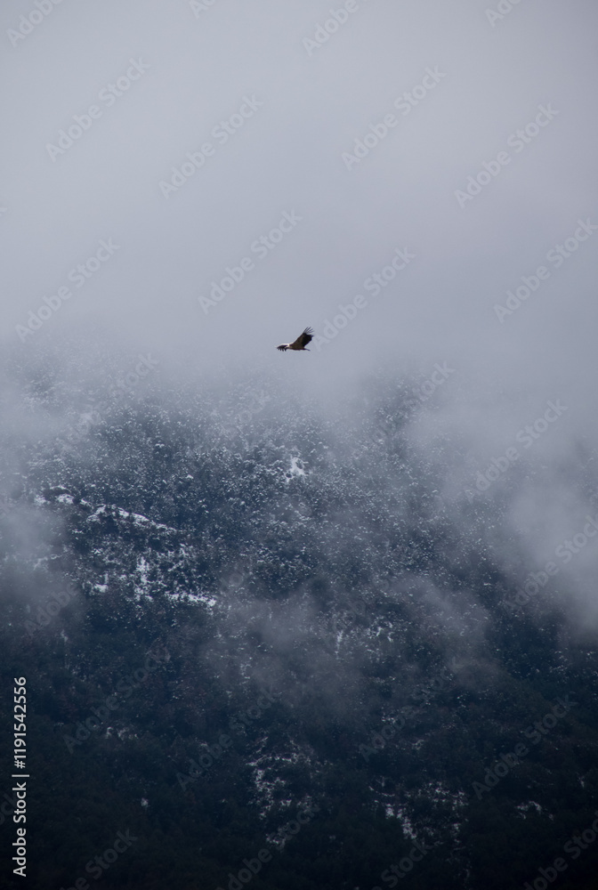 Fototapeta premium Buitre leonado en vuelo entre la bruma y paisaje de montañas invernales de fondo