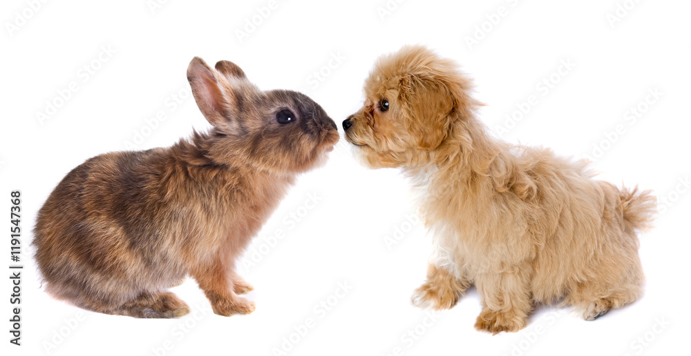 Obraz premium Isolated maltipoo puppy nose to nose with easter bunny