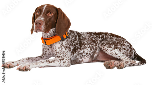 German Shorthaired Pointer, isolated on transparent background