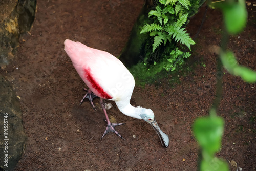 Oiseau spatule rosée photo