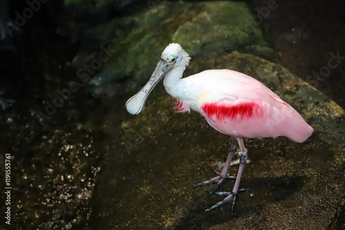 Obraz na płótnie Oiseau spatule rosée w salonie