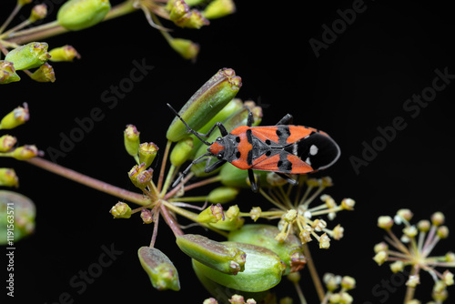 A red and black Lygaeoidea beetle crawls on a plant photo