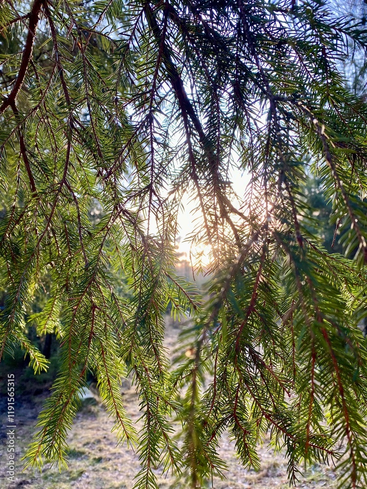 Fototapeta premium pine tree branches