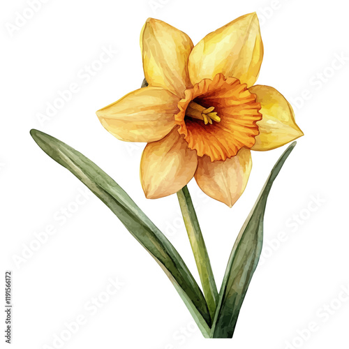 A watercolor drawing of a daffodil, isolated on a white background. Daffodil vector.
