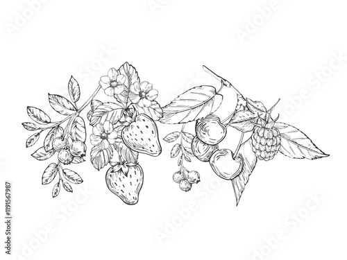 Berries vector black and white illustrations hand drawn with ink. Leaves, berries and flowers of strawberry, cherry, bilberry on a white background. Template for label design