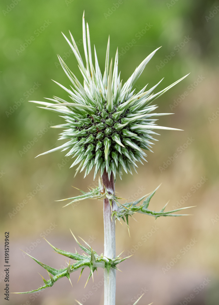 plants growing in natural areas. natural thorn photos. plants growing in natural areas. natural thorn photos.