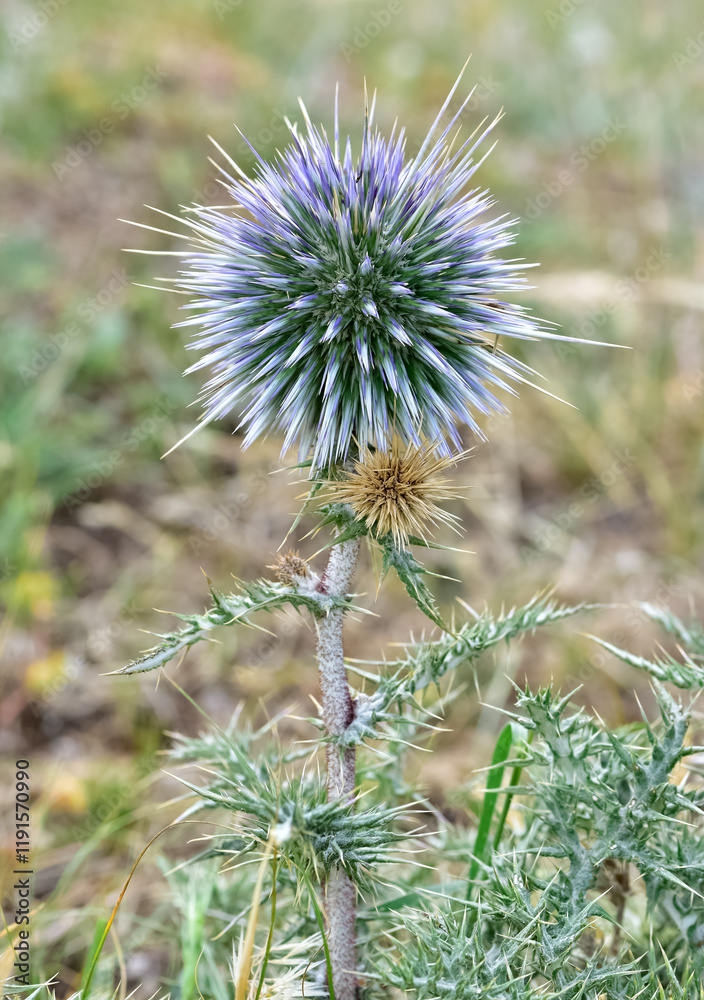 plants growing in natural areas. natural thorn photos. plants growing in natural areas. natural thorn photos.