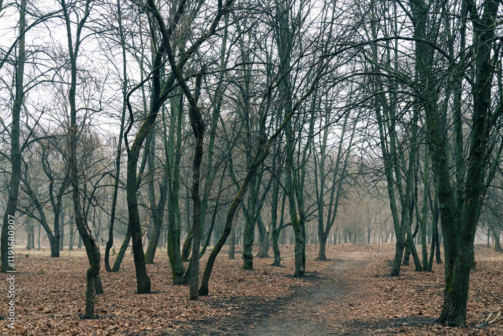 Late autumn, morning in the city park, graphics trees Late autumn, morning in the city park, graphics trees