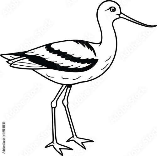 Avocet line arts with white background. Avocet Vector Silhouette , Avocet Illustration , Avocet Art Hand Drawn Line Art