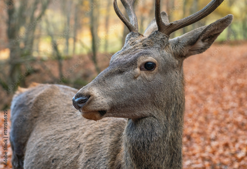 Red deer close-up in autumn beech forest Red deer close-up in autumn beech forest