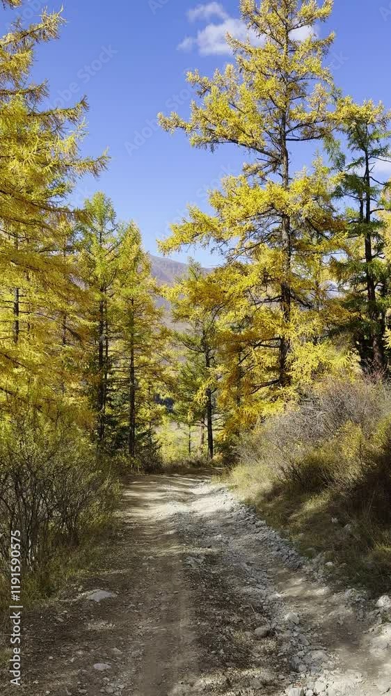 Scenic dirt trail winds through vibrant golden autumn trees under clear blue sky. Scenic dirt trail winds through vibrant golden autumn trees under clear blue sky.