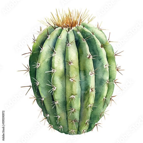 A watercolor of a crown cactus, isolated on a white background. Crown cactus vector.
