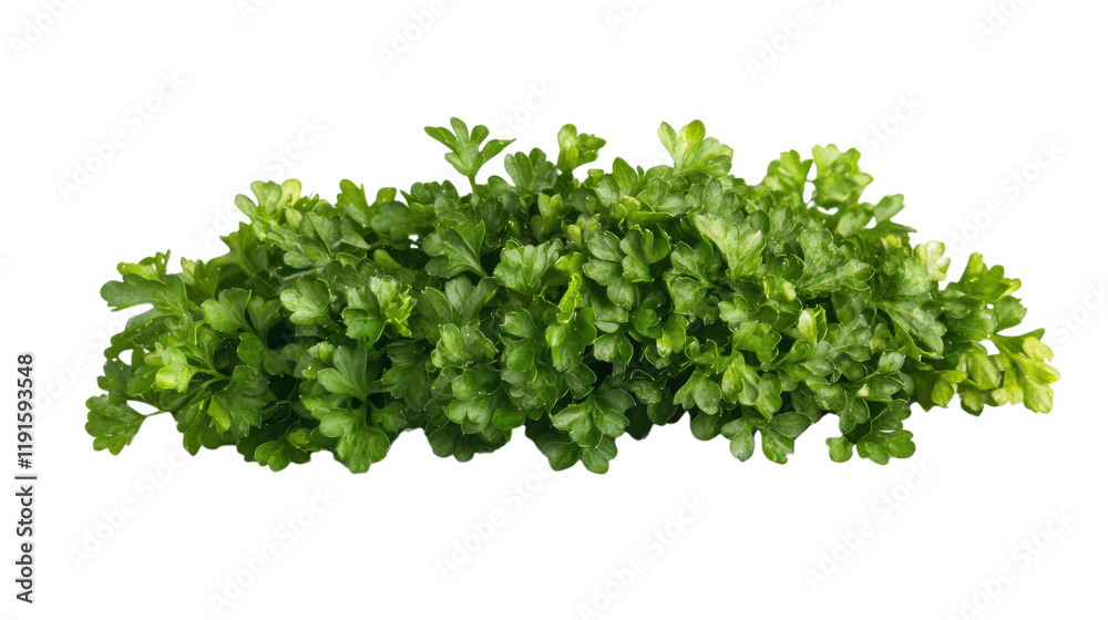 Fototapeta premium Parsley transparent background