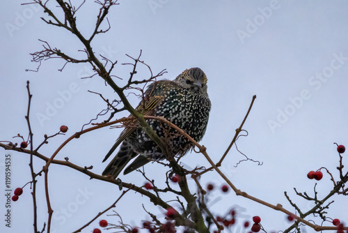 starling bird (sturnus vulgaris) photo