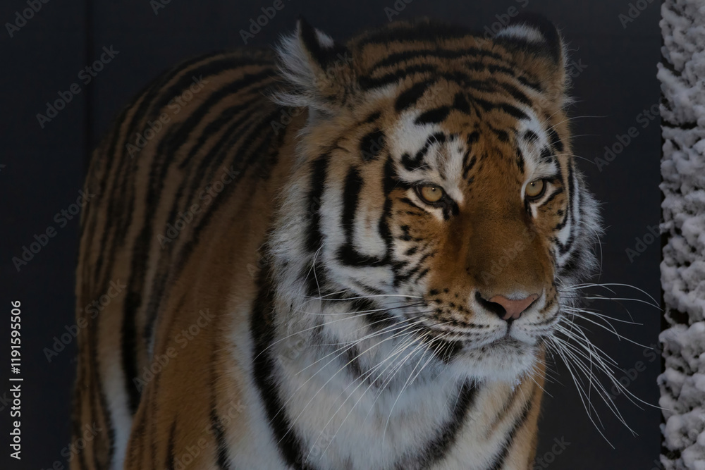 Naklejka premium Amur or Ussuri tiger, in winter or the far Eastern tiger