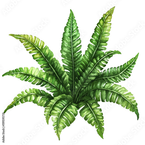 A watercolor vector of a crocodile fern, isolated on a white background. Crocodile fern vector.
